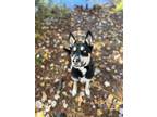 Adopt Loki a Black - with White Husky / Mixed dog in Austin, TX (41015180)