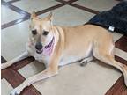 Adopt Bailey a Tan/Yellow/Fawn Belgian Malinois / German Shepherd Dog / Mixed