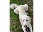 Adopt Lela a White Great Pyrenees / Mixed dog in Manteca, CA (41241537)