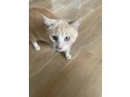 Adopt OJ a Orange or Red Domestic Shorthair / Mixed (medium coat) cat in Macon