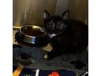 Adopt Nobara a All Black Domestic Shorthair / Domestic Shorthair / Mixed cat in