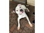 Adopt Drew a White American Pit Bull Terrier / Mixed Breed (Medium) / Mixed