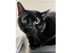 Adopt Mewo a All Black Domestic Shorthair / Domestic Shorthair / Mixed cat in