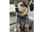 Adopt Cujo Joseph a Brindle Australian Cattle Dog / Mixed dog in Ohio