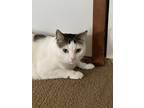 Adopt Arya a White (Mostly) American Shorthair / Mixed (short coat) cat in