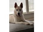 Adopt Lola a White Shepherd (Unknown Type) / German Shepherd Dog / Mixed dog in