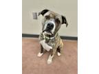 Adopt Gears a Brindle American Pit Bull Terrier / Mixed dog in Aberdeen