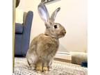Adopt Herman a Chocolate Flemish Giant / Flemish Giant / Mixed rabbit in St.
