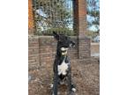 Adopt Xena a Brindle German Shepherd Dog / American Pit Bull Terrier / Mixed dog