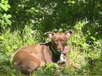 Adopt Stella a American Staffordshire Terrier / Mixed dog in Raleigh