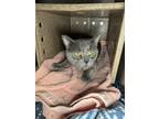 Adopt Klover a Domestic Shorthair cat in Roanoke, VA (41241491)