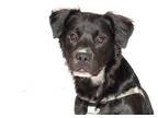 Adopt Choco a Black - with White Mutt / Mixed dog in Houston, TX (41241485)