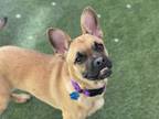 Adopt Bumble a Tan/Yellow/Fawn Corgi / Mixed dog in Phoenix, AZ (40573437)