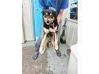 Adopt Bosco a Black Australian Cattle Dog / Husky / Mixed dog in Greenville