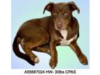 Adopt Chocky a Brown/Chocolate Mixed Breed (Medium) / Mixed Breed (Medium) /