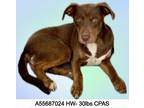 Adopt Chocky a Brown/Chocolate Mixed Breed (Medium) / Mixed dog in Shreveport