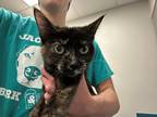 Adopt Lela a All Black Domestic Shorthair / Domestic Shorthair / Mixed cat in