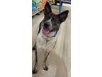 Adopt Pepper a Black - with Brown, Red, Golden, Orange or Chestnut Cattle Dog /