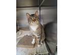Adopt Tyson a Brown or Chocolate Domestic Shorthair / Domestic Shorthair / Mixed