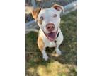 Adopt Chex a American Staffordshire Terrier / Mixed dog in Tulare, CA (41142670)