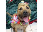 Adopt Santino a Brown/Chocolate - with White Black Mouth Cur / American