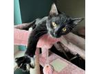 Adopt Travis a Black & White or Tuxedo Domestic Shorthair (short coat) cat in