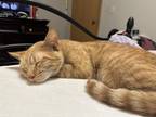 Adopt Kyo a Orange or Red Domestic Shorthair / Mixed (short coat) cat in Glen