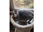 Adopt Beans a Gray or Blue Domestic Shorthair / Mixed (short coat) cat in East