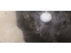 Adopt Monkers a Gray or Blue Domestic Shorthair cat in Kingman, AZ (41241100)