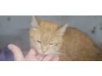 Adopt Bean a Orange or Red Domestic Shorthair cat in Kingman, AZ (41241099)