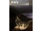 Adopt Kary a Brown or Chocolate Domestic Shorthair cat in Kingman, AZ (41241096)