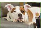 Adopt Max a White - with Red, Golden, Orange or Chestnut Mixed Breed (Medium) /