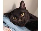 Adopt Freddy a All Black Domestic Shorthair / Domestic Shorthair / Mixed cat in