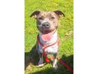 Adopt Braydin a American Staffordshire Terrier / Mixed dog in Tulare