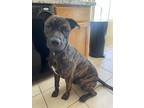 Adopt Sampson a Brindle Belgian Malinois / Mixed dog in Tucson, AZ (41241092)