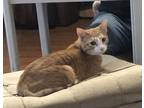 Adopt Ernie and Bert a Orange or Red American Shorthair / Mixed (short coat) cat
