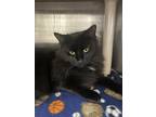 Adopt Luna a All Black Domestic Longhair / Mixed Breed (Medium) / Mixed (short