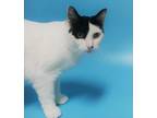 Adopt Alice a White Domestic Shorthair / Domestic Shorthair / Mixed cat in