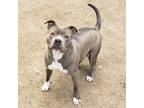 Adopt Sister a Merle American Pit Bull Terrier / Mixed Breed (Medium) / Mixed