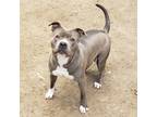 Adopt Sister a Gray/Blue/Silver/Salt & Pepper American Pit Bull Terrier / Mixed