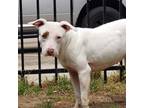 Adopt Ella a White American Pit Bull Terrier / Mixed dog in Lancaster