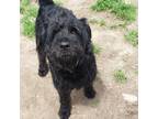 Adopt Scruffy a Black Labrador Retriever / Poodle (Standard) / Mixed (long coat)