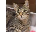 Adopt Paddington a Brown or Chocolate Domestic Shorthair / Domestic Shorthair /