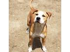 Adopt Brady a Tan/Yellow/Fawn American Pit Bull Terrier / Mixed Breed (Medium) /