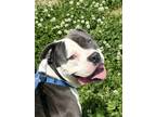 Adopt Kane a Gray/Blue/Silver/Salt & Pepper Mixed Breed (Large) / Mixed dog in