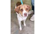 Adopt Cher a Red/Golden/Orange/Chestnut Mixed Breed (Small) / Mixed dog in Point