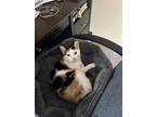 Adopt Kitten a Calico or Dilute Calico American Shorthair / Mixed (short coat)