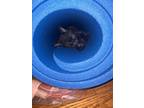 Adopt Kiwi a Black (Mostly) Domestic Shorthair / Mixed (short coat) cat in
