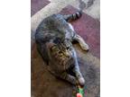 Adopt Cecil a Brown Tabby Tabby (short coat) cat in GARDEN CITY, ID (41240891)