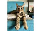 Adopt Pika and Mushu are cuddly lapcats! a Brown Tabby Domestic Mediumhair /